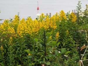 12. Tegen de rand van het taluut naar de Zuiderhaven staat ook een groep Solidago, die weer en vooral wind hier goed trotsseren