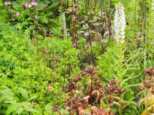 11. Een mooi voorbeeld van meerdere seizoenen: de Liatris bloeit, terwijl de herfstaster alleen nog maar blad vormt. In week 37 komen de bloemen tevoorschijn