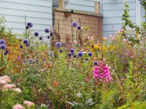 18. Hoe meer je plukt, hoe harder de planten gaan bloeien. Helaas ben ik er deze zomer niet voldoende aan toe gekomen. Harco had de Distel vast in nog meer wekelijkse vaasjes gezien. Mooi doel voor zomer 2017!