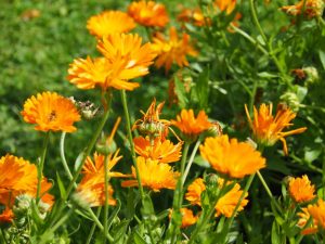 14. We wisselen info uit over bijen-lokkende bloemen