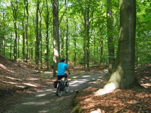 3. Het zonovergoten bos naast de natuurcamping. De start van een fraaie fietstocht. De lanen in, de paden op