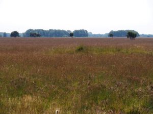 6. Het Dwingelderveld wordt voorzichtig paars. Een week later kunnen we een foto maken van hei die écht in bloei staat (nu ik dus dit blog schrijf in Otterlo. Hebben ze ook heide)