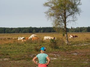 26. Ik ben héél stoer bij deze koeien. Let wel... er zit dik draad tussen en op dat draad? Juist, daar zit stroom. Schijterd dat ik ben