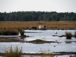 27. Die koeien waden door de plassen op het Dwingelderveld 