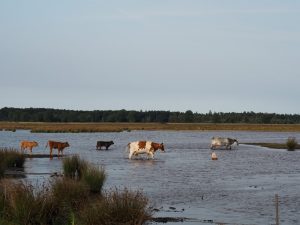 28. Bij hoogwater gaat het spul over naar de andere kant