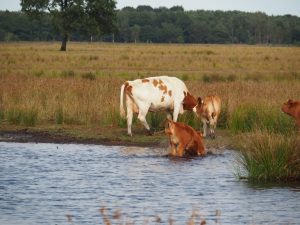 29. Enige ervaring is wél nodig om met droge poten de wal op te klauteren. Koppie onder dus