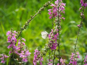 13. Het is mooi op en rondom het landgoed De Eese! Er bloeien orchis in de bermen, waar Witjes op afkomen. Het is een gefladder van jewelste