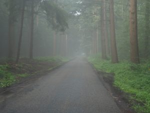 14. Fraaie ochtendmist, terwijl wij kilometers om het landgoed De Eese rijden