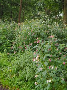 15. Weer die mooie roze bermplant, die we ook langs het Dwingelderveld zagen. Ik leen een aantal kleine stekjes voor WH20. Eens kijken of die aanslaan