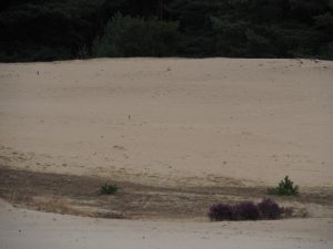 5. Duinen, midden in het bos, vlakbij Otterlo