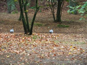 2. Maar eerst worden we ruw gewekt door deze tortelduifjes. Wát een kabaalschoppers. Tegen zoveel natuur zijn onze oren niet opgewassen!