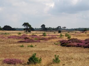 3. De hei bloeit ineens binnen een week. Fantastisch! Hoewel... dan komt de herfst er aan