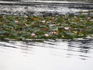 8. Voor het Jachthuis Sint Hubertus zwemmen velden met Waterlelies