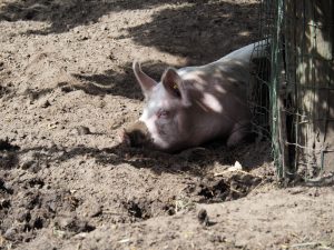 13. De varkens krijgen het voor Kerst rustig. Ieder jaar komen er nieuwe varkens die vetgemest worden. Ze hebben een mooi leven in de modder en de kost voor het kauwen. Ieder jaar zit de vriezer vol met heerlijk biologisch varkensvlees!