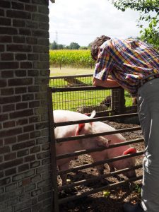 14. De varkens maken graag een praatje met Harco. Helaas heeft Harco de aardappelschillen niet bewaard op de Natuurcamping 