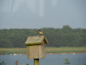 3. De aanvoerroute-inspectie. Kunnen we hier veilig landen en wegvliegen? Hoog genoeg om uit de klauwen van al die poezen op het eiland te blijven!