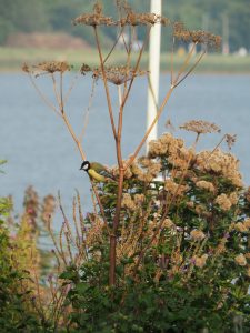 5. "Schat, ik denk dat we het maar moeten doen! We kunnen vanaf die Berenklauw veilig af en aan vliegen!" Dat zou mooi zijn, want sinds wij hier wonen is deze nestkast leeg, ondanks dat ik het een keer netjes geruimd heb en winddichter heb gemaakt. Gehuurd?