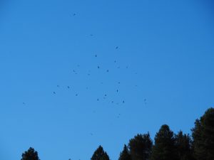 Ongelooflijk veel roofvogels circelen 's morgensvroeg boven onze kampeerplek in de Canon