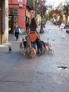 1. Op weg naar de Basilica de Jesús op de 28ste werd ik werkelijk onder de voet gelopen door deze charmante hondenuitlaatster! Hoewel er voldoende cultuur en kerkelijke berichten zijn in mijn Madrid-blogs, is het hier niet saai!