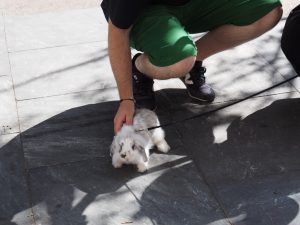 2. Nog maar net bekomen van de schrik, is een toerist afgezakt naar het trottoir om een aangelijnd (!) konijn te aaien. Zó aandoenlijk om het beestje naast een kinderwagen mee te zien huppelen