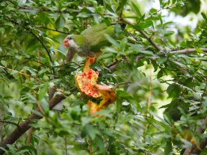 3. Na de kerk hoor ik in de Botanische tuin weer volop deze vogels krijsen. Gelukkig hangen er granaatappels aan een boom, zodat ik eindelijk een foto kan maken. Dit soort is een uit de hand gelopen "grap" in veel grote Europese steden