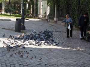 4. Aan het begin van het Retiro Parque is een Spaanse dame druk met haar dagelijks voederwerk. Ze geniet van de fladderende duiven én de toeristen die een praatje met haar maken