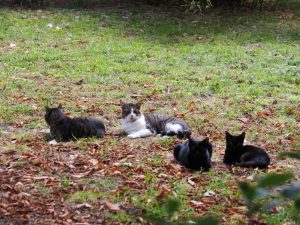 5. In het Retiro Parque loop ik naar het centrum over kleine paadjes. Daar liggen her en der wilde katten, maar... ook zwervers! Eén is slechts in zijn onderbroek gekleed. Hij zal het koel genoeg hebben, maar bij mij liep de temperatuur wél wat op. Nu ben ik als ex-maatschappelijk werker in Amsterdam wat gewend. Misschien heb ik ontwenningsverschijnselen van dergelijke contacten?