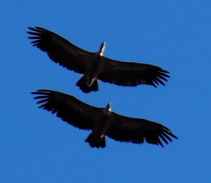 Vale gieren vliegen eindeloos duo door de lucht in Parque Naturel del Canon del Rio Lobos
