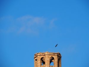 14. Deze roofvogel stoort zich niet aan een vervallen kerktoren in het Spaanse Ruesta