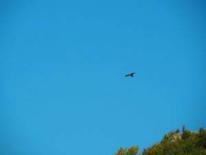 31. Een roofvogel boven de Valle de Roncal. We zien pittig veel roofvogels in de thermiek hangen deze vakantie