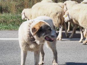 40. Deze Pyreneese Berghond houdt geprikkeld zijn schaapjes bij elkaar