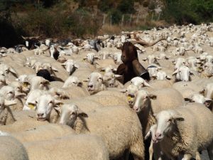 37. Een bok die met zijn bel een schaap een hersenschudding bezorgt. Hij werpt regelmatig een blik over zijn kudde