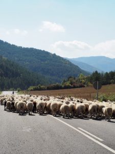 36. Over de NA137 worden schapen van hun zomerweides gehaald richting dal