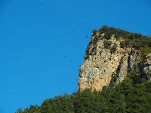 42. Opnieuw roofvogels op de thermiek in Valle de Roncal 