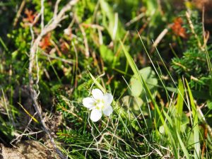 83. Alpenbloem in de rimboe