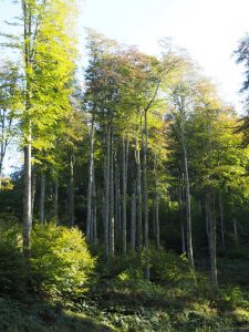 98. Zo'n typisch statig bos waar ik de mars in heb aangenomen, dat ze Foret d' Issaux noemen en waar de GR85 ook ergens loopt