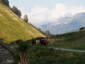 50. Wie het seintje geeft? Geen idee, maar de paarden verzamelen zich en kiezen ons pad om af te dalen naar het dal