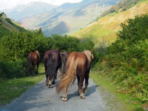 10. We blijven drie dagen op de camping op Plateau de Lehrs. We doen amper een oog dicht, want ieder schaap, paard en iedere koe heeft een bel om. Bij iedere beweging hoor je een hoge (schaap), midden (koe) of een lage klank (paard). En te samen lopen er genoeg! Deze paarden lopen ons voor op de bergweg naar de camping in Lhers. Niet weg te branden! Het lichtbruine paard is de waker van een grote kudde. Hij rent om de auto heen om de troepen bij elkaar te houden. Mooi, zoals de natuur werkt