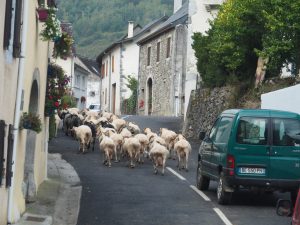 5. Op de D294 stuiten we op ons 2e beesten-moment. Geschoren schapen worden naar hun winterplek gebracht