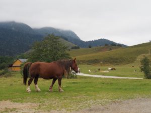 9. We dalen via de D294 de vallei in en komen hier tal van beesten tegen