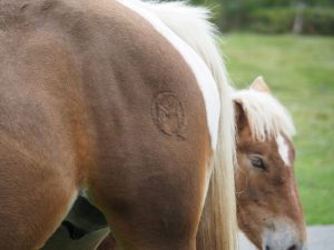 14. De paarden lopen in de Franse en Spaanse Pyreneeën los, mét bel. Ze zijn gebrandmerkt, anders wordt het zo'n beestenboel om uit te zoeken welk paard van wie is