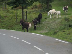 18. De koe vond de toeter van de VW-bus minder prettig en laat ons er langs. Hahaha, nog geen 10 meter verder op gaat familie Ezel aan de wandel. Waar? Juist! Op onze route naar beneden