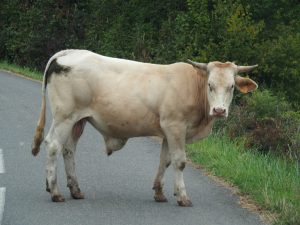 23. Ik zei toch dat het een beestenboel was! Deze stier nam alle tijd om onze VW-bus te bewonderen. Zó gek zijn die Franse stieren dus niet