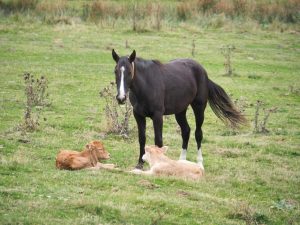 3. Het meest aandoenlijke beest is dit paard naast onze kampeerplek. Zij past op deze twee kalfjes en waag het eens om in de beurt te komen. Dan stampvoet dit paard zó hard, dat jij je snel uit de voeten maakt!