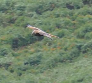 Tijdens het maken van het volgende blog, kom ik nog drie roofvogel-foto's tegen. Hier een Rode Wouw boven de camping