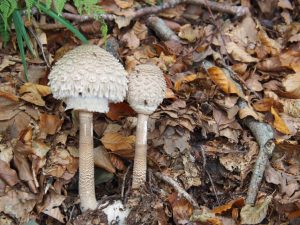 14. Tijdens onze vakantie komen we zeer regelmatig Fransozen en Spanjolen tegen met een rieten mandje, waarin paddenstoelen prijken. Wij durven er geen te plukken. Geen idee welke ons om zeep helpen!