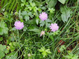 18. De Scabiosa bloeit volop in het bos