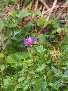 22. Fraaie bergbloemen duiken op. De naam ervan komt niet in mijn hersenpan naar boven. Mooi zijn ze wél