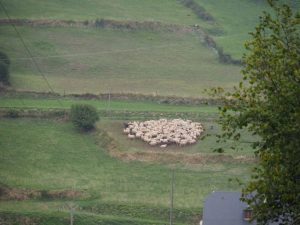 22. Zoals ik al eerder vertelde, worden de schapen uit de Pyreneeën naar de dalen gehaald. Twee schapenhonden houden de kudde blaffend bij elkaar
