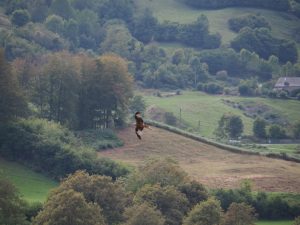 8. Rode Wouw boven de velden bij Lescun